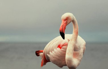Büyük bir flamingo, canlı bir gökyüzünün altındaki mavi bir gölde zarafetle duruyor. Huzurlu ve büyüleyici vahşi yaşam sahnesi doğa ve seyahat projeleri için mükemmel.