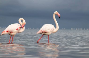 Afrika vahşi kuşları. Sabah mavi gölde iki büyük flamingo.