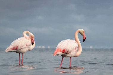 Afrika vahşi kuşları. Sabah mavi gölde iki büyük flamingo.