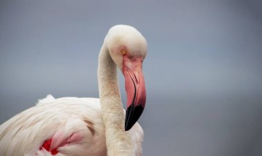 Pembe bir flamingonun, yumuşak mavi bir arka planda çekilmiş gerçek fotoğrafı. Canlı renk karşıtlığı ve doğal ayrıntı bu resmi doğa, vahşi yaşam ve tasarım projeleri için mükemmel hale getirir.