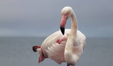 Pembe bir flamingonun, yumuşak mavi bir arka planda çekilmiş gerçek fotoğrafı. Canlı renk karşıtlığı ve doğal ayrıntı bu resmi doğa, vahşi yaşam ve tasarım projeleri için mükemmel hale getirir.
