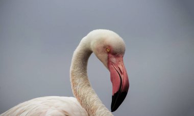 Pembe bir flamingonun, yumuşak mavi bir arka planda çekilmiş gerçek fotoğrafı. Canlı renk karşıtlığı ve doğal ayrıntı bu resmi doğa, vahşi yaşam ve tasarım projeleri için mükemmel hale getirir.