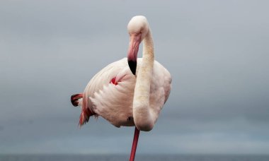 Parlayan gökyüzüne karşı, yalnız bir flamingo gururla duruyor, özgürlüğü, güzelliği ve doğanın sessiz gücünü simgeliyor..