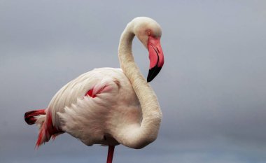 Pembe bir flamingonun, yumuşak mavi bir arka planda çekilmiş gerçek fotoğrafı. Canlı renk karşıtlığı ve doğal ayrıntı bu resmi doğa, vahşi yaşam ve tasarım projeleri için mükemmel hale getirir.