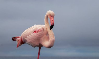 Parlayan gökyüzüne karşı, yalnız bir flamingo gururla duruyor, özgürlüğü, güzelliği ve doğanın sessiz gücünü simgeliyor..
