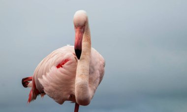 Parlayan gökyüzüne karşı, yalnız bir flamingo gururla duruyor, özgürlüğü, güzelliği ve doğanın sessiz gücünü simgeliyor..