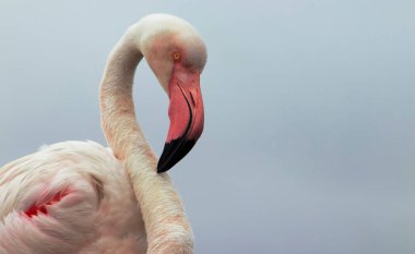Pembe bir flamingonun, yumuşak mavi bir arka planda çekilmiş gerçek fotoğrafı. Canlı renk karşıtlığı ve doğal ayrıntı bu resmi doğa, vahşi yaşam ve tasarım projeleri için mükemmel hale getirir.
