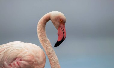 Pembe bir flamingonun, yumuşak mavi bir arka planda çekilmiş gerçek fotoğrafı. Canlı renk karşıtlığı ve doğal ayrıntı bu resmi doğa, vahşi yaşam ve tasarım projeleri için mükemmel hale getirir.