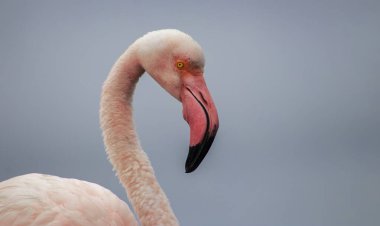 Pembe bir flamingonun, yumuşak mavi bir arka planda çekilmiş gerçek fotoğrafı. Canlı renk karşıtlığı ve doğal ayrıntı bu resmi doğa, vahşi yaşam ve tasarım projeleri için mükemmel hale getirir.
