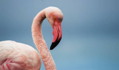 Pembe bir flamingonun, yumuşak mavi bir arka planda çekilmiş gerçek fotoğrafı. Canlı renk karşıtlığı ve doğal ayrıntı bu resmi doğa, vahşi yaşam ve tasarım projeleri için mükemmel hale getirir.