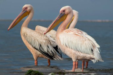 Pembe flamingoların gerçek fotoğrafı berrak mavi bir gökyüzünün altında sakin bir gölün yanında zarif bir şekilde duruyor. Doğa, vahşi yaşam ve egzotik kuş güzelliğinin sergilendiği seyahat temaları için ideal.