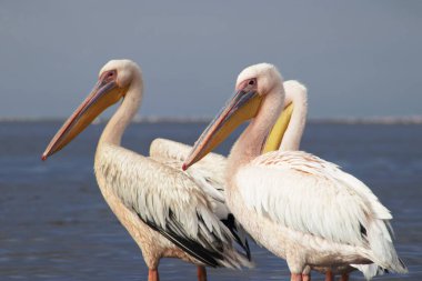 Pembe flamingoların gerçek fotoğrafı berrak mavi bir gökyüzünün altında sakin bir gölün yanında zarif bir şekilde duruyor. Doğa, vahşi yaşam ve egzotik kuş güzelliğinin sergilendiği seyahat temaları için ideal.