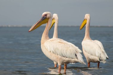 Pembe flamingoların gerçek fotoğrafı berrak mavi bir gökyüzünün altında sakin bir gölün yanında zarif bir şekilde duruyor. Doğa, vahşi yaşam ve egzotik kuş güzelliğinin sergilendiği seyahat temaları için ideal.