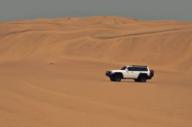 Beyaz 4x4 SUV Namib Çölü 'nde altın kum tepelerini aşıyor. Hareketli bir off-road aracı, dramatik bir çöl zeminine doğru parlak güneş ışığında yakalandı.