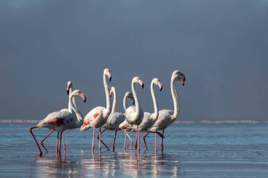 Pembe flamingoların parlak mavi bir gökyüzünün altında sakin bir gölün yanında durduğu gerçek fotoğraf. Doğa, vahşi yaşam ve egzotik kuşların güzelliğini gösteren seyahat projeleri için mükemmel.