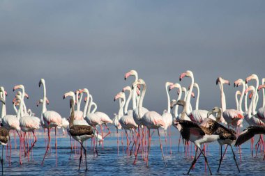 Pembe flamingoların parlak mavi bir gökyüzünün altında sakin bir gölün yanında durduğu gerçek fotoğraf. Doğa, vahşi yaşam ve egzotik kuşların güzelliğini gösteren seyahat projeleri için mükemmel.