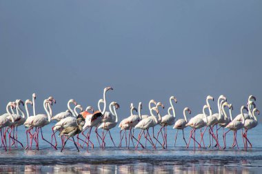 Pembe flamingoların parlak mavi bir gökyüzünün altında sakin bir gölün yanında durduğu gerçek fotoğraf. Doğa, vahşi yaşam ve egzotik kuşların güzelliğini gösteren seyahat projeleri için mükemmel.