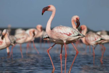 Pembe flamingoların gerçek fotoğrafı berrak mavi bir gökyüzünün altında sakin bir gölün yanında zarif bir şekilde duruyor. Doğa, vahşi yaşam ve egzotik kuş güzelliğinin sergilendiği seyahat temaları için ideal.