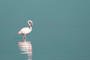 Büyük bir flamingo, canlı bir gökyüzünün altındaki mavi bir gölde zarafetle duruyor. Huzurlu ve büyüleyici vahşi yaşam sahnesi doğa ve seyahat projeleri için mükemmel.