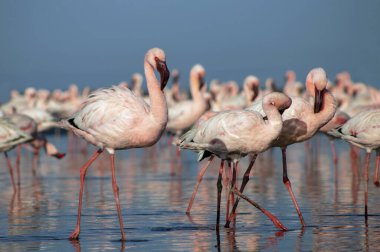 Pembe flamingoların gerçek fotoğrafı berrak mavi bir gökyüzünün altında sakin bir gölün yanında zarif bir şekilde duruyor. Doğa, vahşi yaşam ve egzotik kuş güzelliğinin sergilendiği seyahat temaları için ideal.
