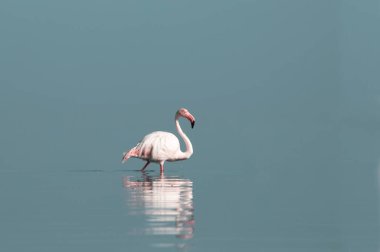 Büyük bir flamingo, canlı bir gökyüzünün altındaki mavi bir gölde zarafetle duruyor. Huzurlu ve büyüleyici vahşi yaşam sahnesi doğa ve seyahat projeleri için mükemmel.