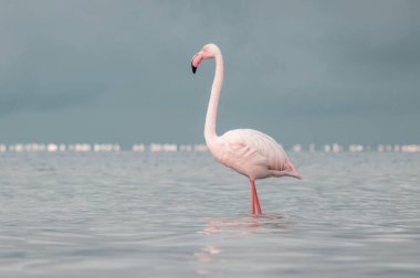 Büyük bir flamingo, canlı bir gökyüzünün altındaki mavi bir gölde zarafetle duruyor. Huzurlu ve büyüleyici vahşi yaşam sahnesi doğa ve seyahat projeleri için mükemmel.