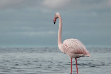 Büyük bir flamingo, canlı bir gökyüzünün altındaki mavi bir gölde zarafetle duruyor. Huzurlu ve büyüleyici vahşi yaşam sahnesi doğa ve seyahat projeleri için mükemmel.