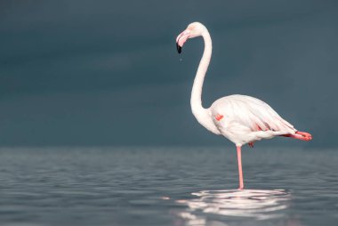 Afrika vahşi kuşları. Yalnız büyük flamingo Sabah mavi gölde
