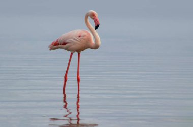Canlı bir gökyüzünün altındaki mavi bir gölde zarif bir şekilde duran yalnız bir flamingonun gerçek fotoğrafı. Doğa, seyahat ve editoryal kullanım için ideal barışçıl bir vahşi yaşam anı