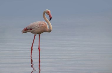 Canlı bir gökyüzünün altındaki mavi bir gölde zarif bir şekilde duran yalnız bir flamingonun gerçek fotoğrafı. Doğa, seyahat ve editoryal kullanım için ideal barışçıl bir vahşi yaşam anı