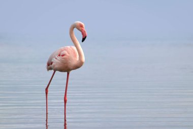 Canlı bir gökyüzünün altındaki mavi bir gölde zarif bir şekilde duran yalnız bir flamingonun gerçek fotoğrafı. Doğa, seyahat ve editoryal kullanım için ideal barışçıl bir vahşi yaşam anı