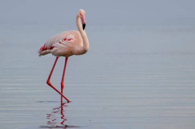 Canlı bir gökyüzünün altındaki mavi bir gölde zarif bir şekilde duran yalnız bir flamingonun gerçek fotoğrafı. Doğa, seyahat ve editoryal kullanım için ideal barışçıl bir vahşi yaşam anı