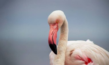Pembe bir flamingonun, yumuşak mavi bir arka planda çekilmiş gerçek fotoğrafı. Canlı renk karşıtlığı ve doğal ayrıntı bu resmi doğa, vahşi yaşam ve tasarım projeleri için mükemmel hale getirir.