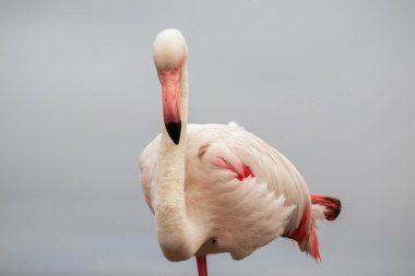 Pembe bir flamingonun, yumuşak mavi bir arka planda çekilmiş gerçek fotoğrafı. Canlı renk karşıtlığı ve doğal ayrıntı bu resmi doğa, vahşi yaşam ve tasarım projeleri için mükemmel hale getirir.