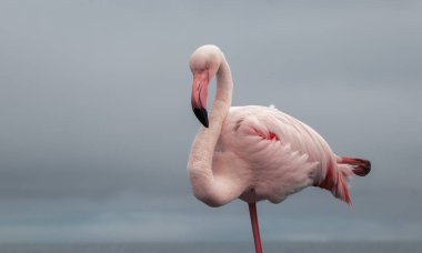 Parlayan gökyüzüne karşı, yalnız bir flamingo gururla duruyor, özgürlüğü, güzelliği ve doğanın sessiz gücünü simgeliyor..