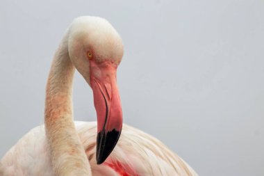 Pembe bir flamingonun, yumuşak mavi bir arka planda çekilmiş gerçek fotoğrafı. Canlı renk karşıtlığı ve doğal ayrıntı bu resmi doğa, vahşi yaşam ve tasarım projeleri için mükemmel hale getirir.