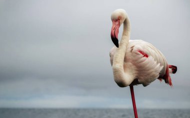 Büyük bir flamingo, canlı bir gökyüzünün altındaki mavi bir gölde zarafetle duruyor. Huzurlu ve büyüleyici vahşi yaşam sahnesi doğa ve seyahat projeleri için mükemmel.