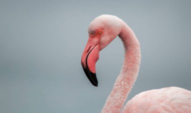 Pembe bir flamingonun, yumuşak mavi bir arka planda çekilmiş gerçek fotoğrafı. Canlı renk karşıtlığı ve doğal ayrıntı bu resmi doğa, vahşi yaşam ve tasarım projeleri için mükemmel hale getirir.