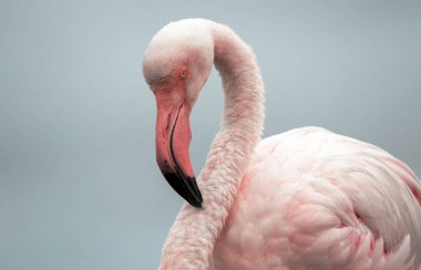 Pembe bir flamingonun, yumuşak mavi bir arka planda çekilmiş gerçek fotoğrafı. Canlı renk karşıtlığı ve doğal ayrıntı bu resmi doğa, vahşi yaşam ve tasarım projeleri için mükemmel hale getirir.