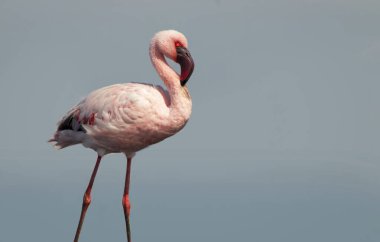 Büyük bir flamingo, canlı bir gökyüzünün altındaki mavi bir gölde zarafetle duruyor. Huzurlu ve büyüleyici vahşi yaşam sahnesi doğa ve seyahat projeleri için mükemmel.