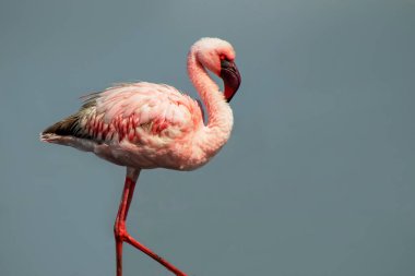 Büyük bir flamingo, canlı bir gökyüzünün altındaki mavi bir gölde zarafetle duruyor. Huzurlu ve büyüleyici vahşi yaşam sahnesi doğa ve seyahat projeleri için mükemmel.