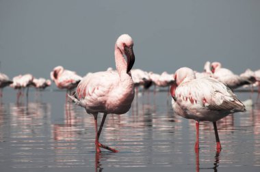 Vahşi Afrika kuşları. Pembe flamingo sürüsü Bir yaz gününde mavi su yansıması