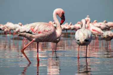 Pembe flamingoların gerçek fotoğrafı berrak mavi bir gökyüzünün altında sakin bir gölün yanında zarif bir şekilde duruyor. Doğa, vahşi yaşam ve egzotik kuş güzelliğinin sergilendiği seyahat temaları için ideal.