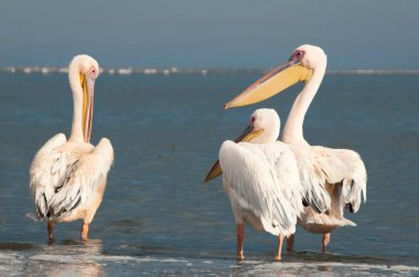 Pembe flamingoların gerçek fotoğrafı berrak mavi bir gökyüzünün altında sakin bir gölün yanında zarif bir şekilde duruyor. Doğa, vahşi yaşam ve egzotik kuş güzelliğinin sergilendiği seyahat temaları için ideal.