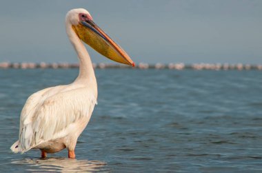 Afrika vahşi kuşları. Güneşli bir günde mavi bir gölde yalnız bir pelikan.
