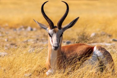Lone springbok uzun sarı çimenlerin arasında duruyor. Afrika düzlüklerinin zarafet, sessizlik ve otantik güzelliğini gösteren gerçek bir vahşi yaşam görüntüsü..