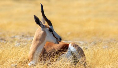 Lone springbok uzun sarı çimenlerin arasında duruyor. Afrika düzlüklerinin zarafet, sessizlik ve otantik güzelliğini gösteren gerçek bir vahşi yaşam görüntüsü..