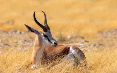 Lone springbok uzun sarı çimenlerin arasında duruyor. Afrika düzlüklerinin zarafet, sessizlik ve otantik güzelliğini gösteren gerçek bir vahşi yaşam görüntüsü..