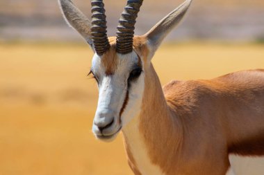 Lone springbok uzun sarı çimenlerin arasında duruyor. Afrika düzlüklerinin zarafet, sessizlik ve otantik güzelliğini gösteren gerçek bir vahşi yaşam görüntüsü..