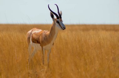 Lone springbok antilobu üzerinde mavi gökyüzü olan altın çimlerde duruyor. Gerçek bir denge anı, durgunluk ve vahşi Afrika güzelliği..